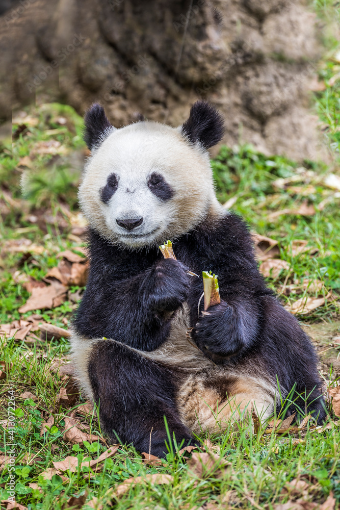 Fototapeta premium Asia, China, Sichuan Province, Mt. Qincheng Town, Giant Panda