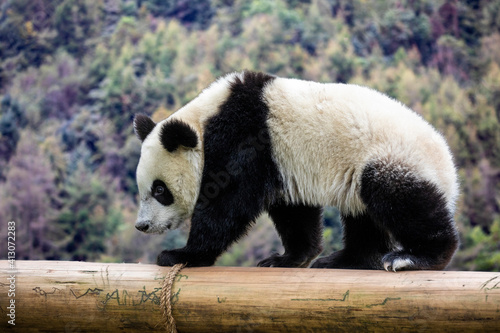 Asia, China, Sichuan Province, Mt. Qincheng Town, Giant Panda photo