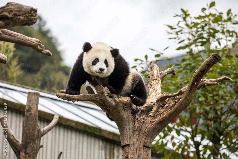 Obraz premium Asia, China, Wolong, Giant Panda, Part of the UNESCO Man and Biosphere Reserve Network