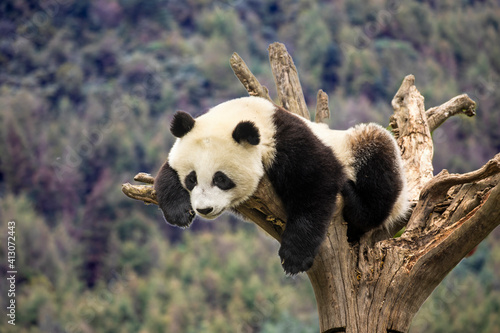 Φωτογραφία Asia, China, Wolong, Giant Panda, Part of the UNESCO Man and Biosphere Reserve N
