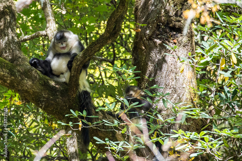 Fototapeta Naklejka Na Ścianę i Meble -  Asia, China, Tacheng, Yunnan Black Snub-Nosed Monkey
