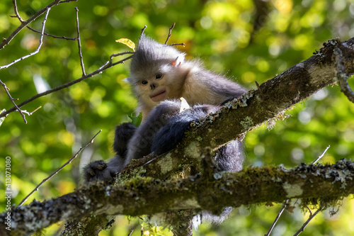 Asia, China, Tacheng, Yunnan Black Snub-Nosed Monkey © Danita Delimont