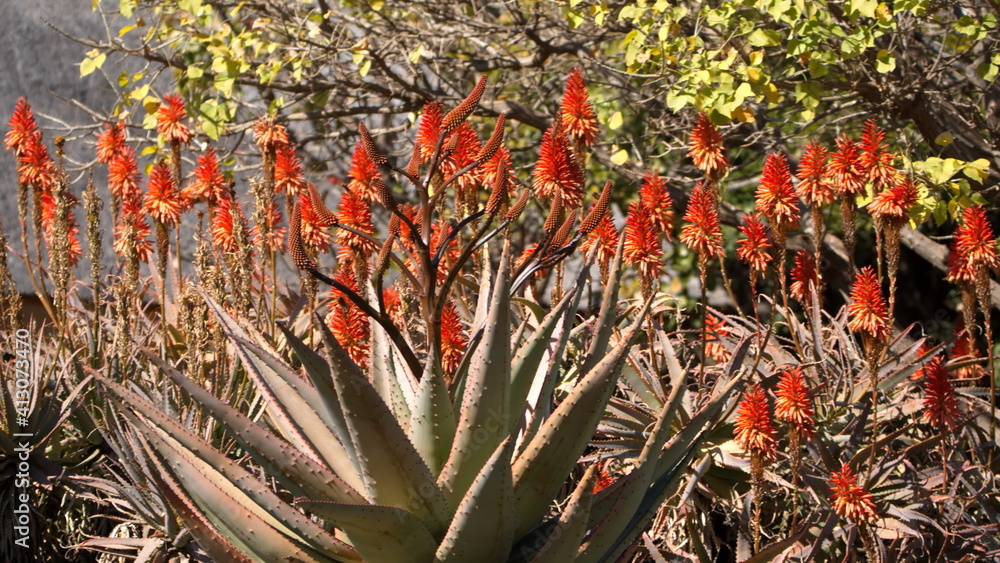 Fototapeta premium Red flowers on an aloe plant in the Pretoria Botanical Gardens, Pretoria, Gauteng, South Africa