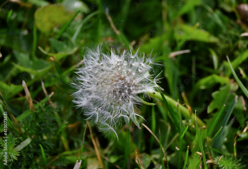 Taraxacum erythrospermum Summer Taraxacum erythrospermum Summer