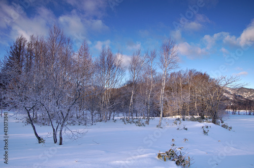 青空の下の森の冬景色。
