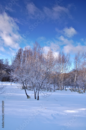 冬の青空の下で地面が雪に覆われた森。