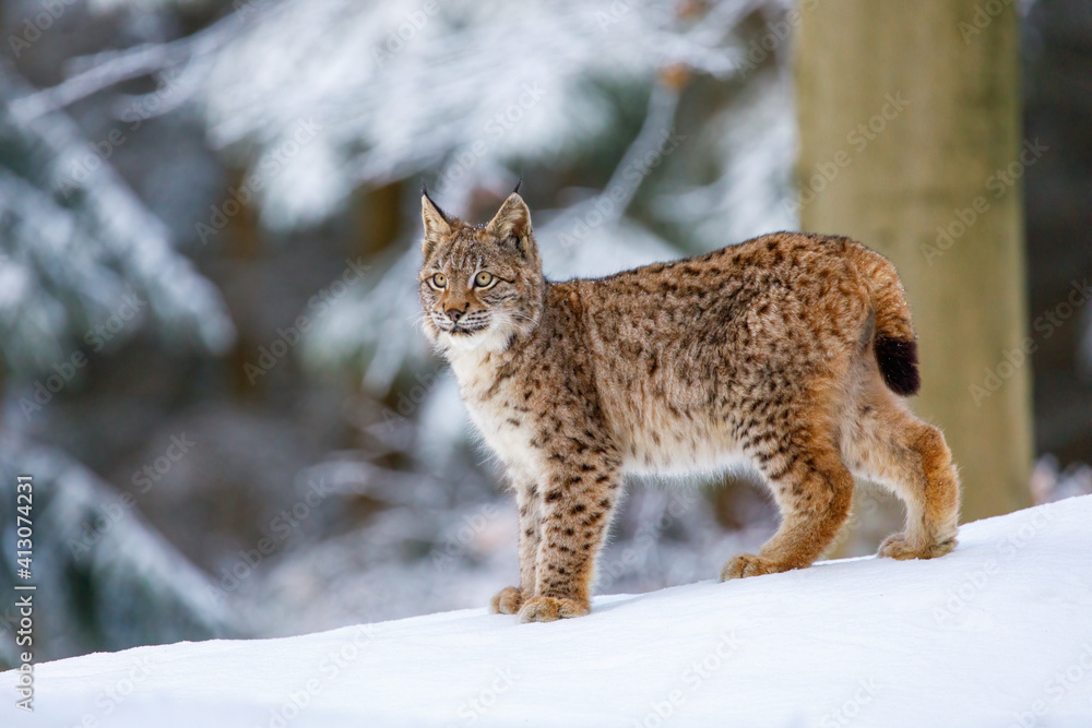 Lynx in winter. Young Eurasian lynx, Lynx lynx, walks in snowy beech forest. Beautiful wild cat in nature. Cute animal with spotted orange fur. Beast of prey in frosty day. Predator in habitat. Lynx in winter. Young Eurasian lynx, Lynx lynx, walks in snowy beech forest. Beautiful wild cat in nature. Cute animal with spotted orange fur. Beast of prey in frosty day. Predator in habitat.