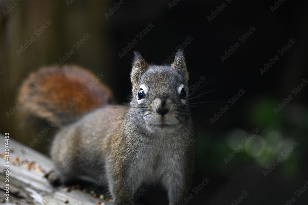 The American red squirrel (Tamiasciurus hudsonicus) The American red squirrel (Tamiasciurus hudsonicus)