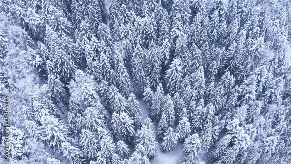4K Aerial top flying drone view of the pine and spruce trees forest covered with snow in the Tatra Mountains in Slovakia with a falling snowflakes. Beauty in nature and ecology concept video. 4K Aerial top flying drone view of the pine and spruce trees forest covered with snow in the Tatra Mountains in Slovakia with a falling snowflakes. Beauty in nature and ecology concept video.