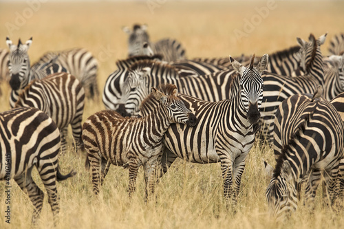 Burchell's zebra, Serengeti National Park, Tanzania, Africa.