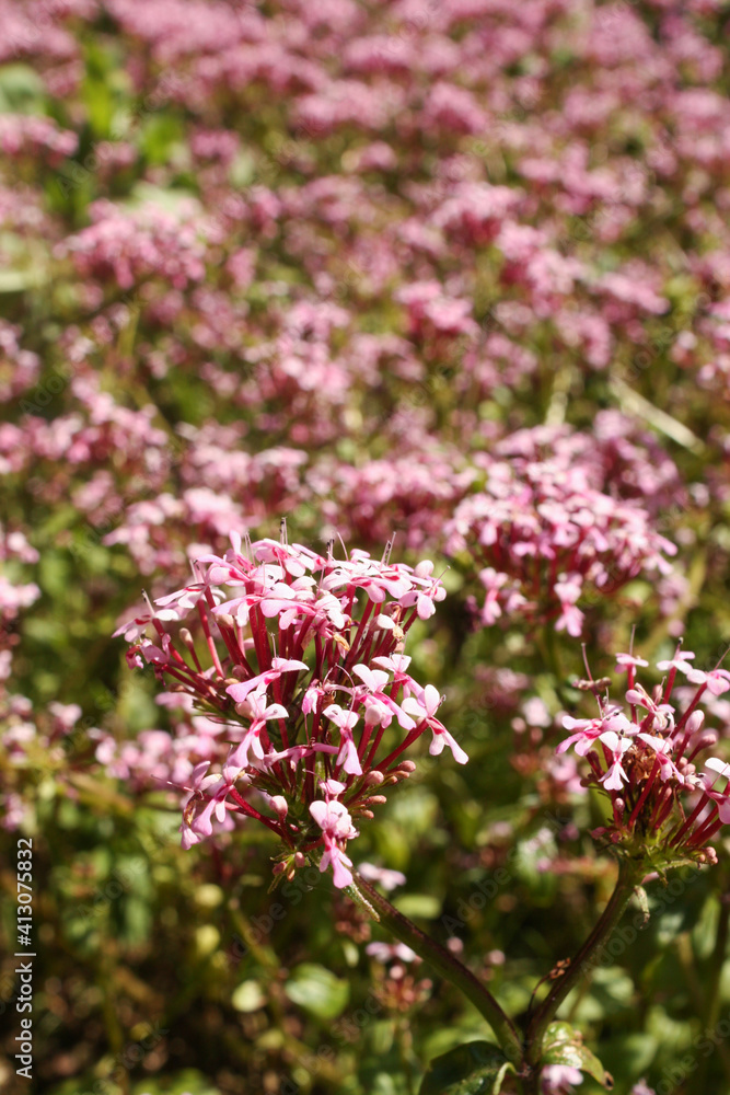 Pink flowers, Buçaco Palace gardens, Mata Nacional do Buçaco, Portugal Pink flowers, Buçaco Palace gardens, Mata Nacional do Buçaco, Portugal