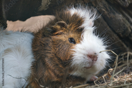 Guinea pig resting under a tree log