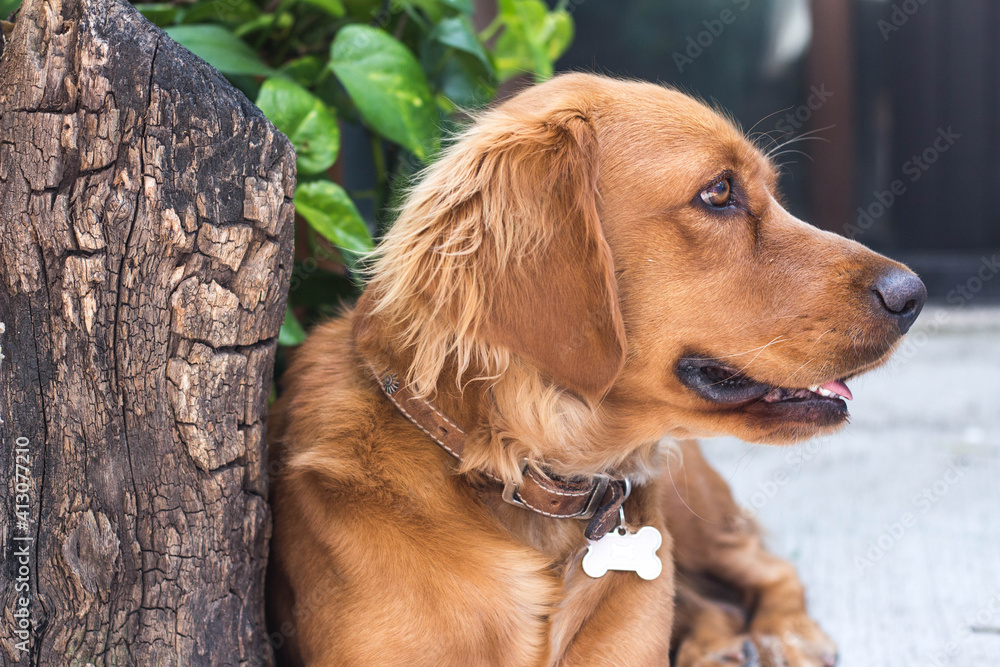 Obraz premium Dog Portrait 