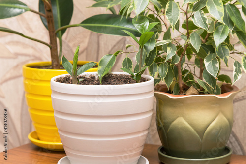 Various home plants in green yellow white pots. Sprout of a young little plant zamiokulkas in pot. Growing indoor houseplants photo
