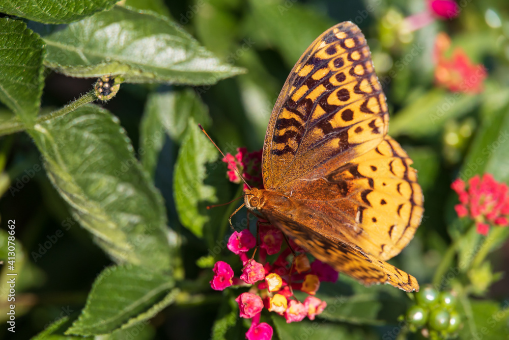 Obraz premium Variegated Fritillary butterfly on Lantana flowers