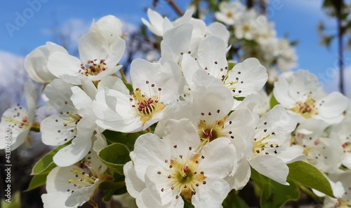 Pear flowers blooming on a branch in the sunny afternoon over blue sky covered with white clouds 