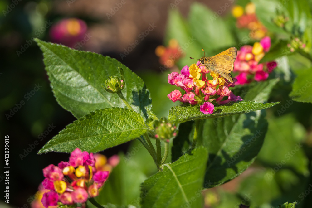 Skipper butterfly sitting on Lantana flowers
Skipper butterfly sitting on Lantana flowers