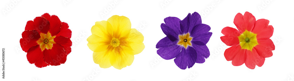 Fototapeta premium Set with different beautiful primula (primrose) flowers on white background, banner design. Spring blossom