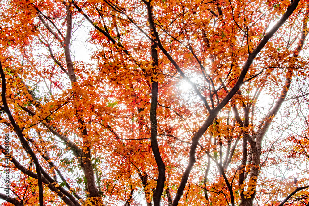 柔らかな光に包まれた美しい紅葉 Beautiful autumn maple foliage with celestial sunlight 柔らかな光に包まれた美しい紅葉 Beautiful autumn maple foliage with celestial sunlight