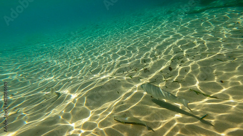 Underwater shot of the sea surface with fish swimming along on a sunny day