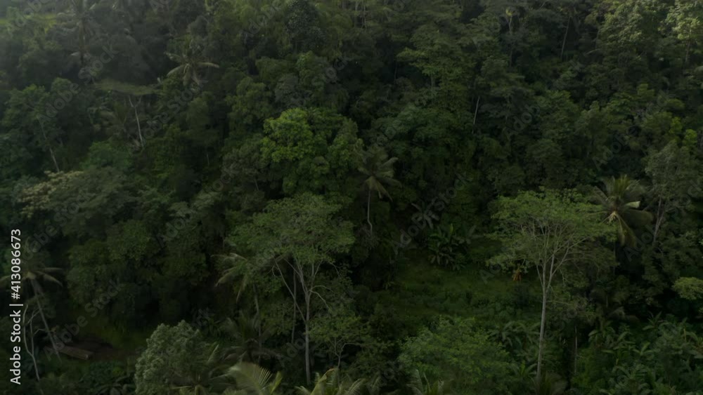 Aerial shot flying over tropical tree canopies and tilting downward towards thick tropical vegetation below Aerial shot flying over tropical tree canopies and tilting downward towards thick tropical vegetation below