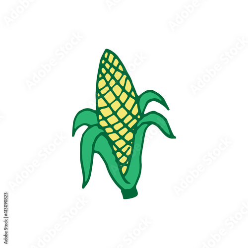 corn on the cob vector illustration on white background. sweet corn, green and yellow. hand drawn vector. doodle fruit and vegetable for kids, logo, clipart, sticker, poster, banner, cover. 