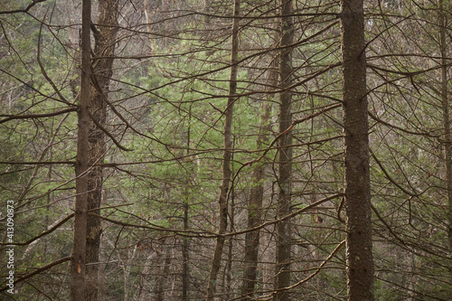 A forest in Trough Creek State Park  in winter, Trough Creek State Park, Cassville, Huntingdon County, Pennsylvania, USA photo