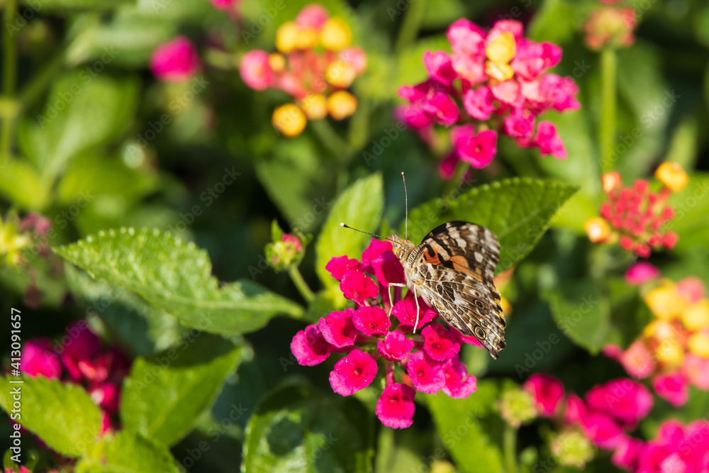 Variegated Fritillary butterfly on Lantana flowers Variegated Fritillary butterfly on Lantana flowers