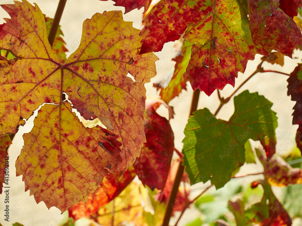 Nebbiolo grape leaves in a vinyard showing fall color. Dogliani, Cuneo, Italy.