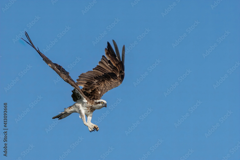 Fototapeta premium Osprey in flight at Hervey Bay, Australia