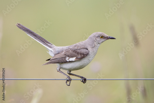 Fototapeta Mockingbird Sitting on a Wire