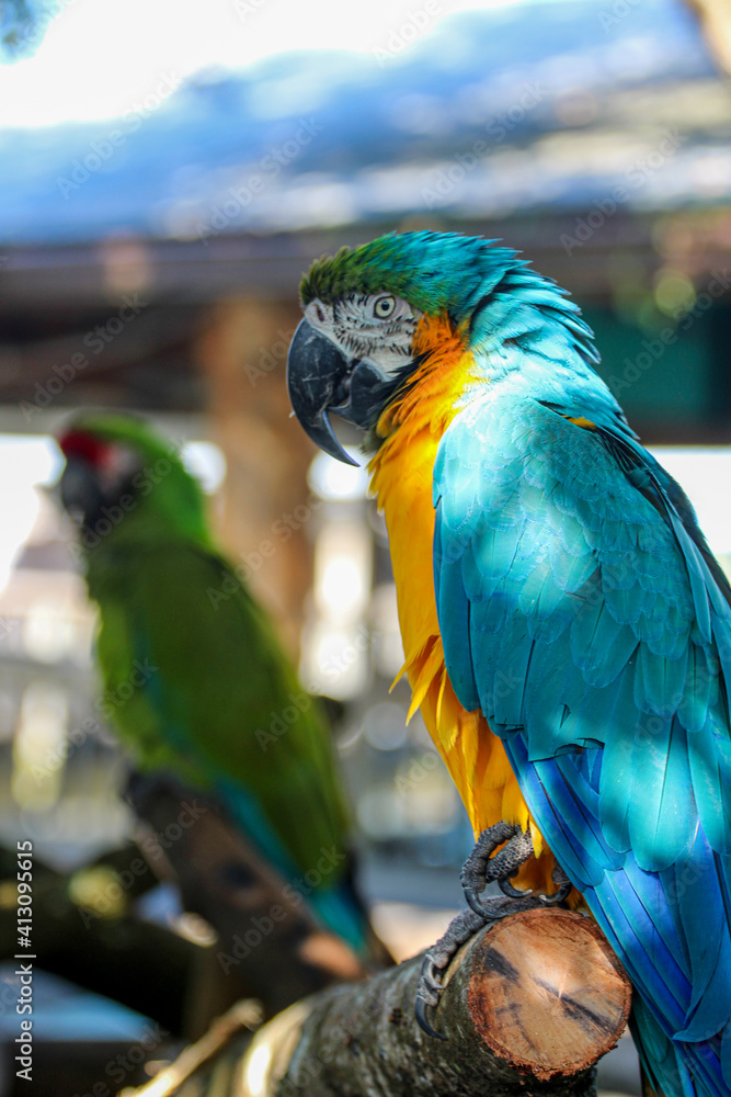 Obraz premium Blue and Gold Macaw 