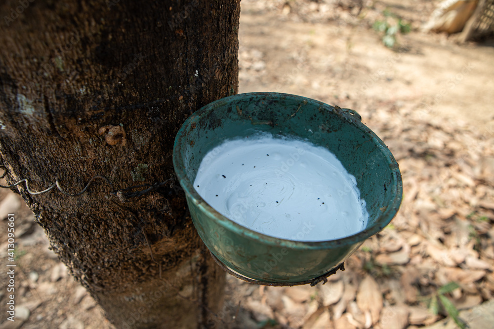 Natural rubber latex trapped from rubber tree in Thailand. Natural rubber latex trapped from rubber tree in Thailand.