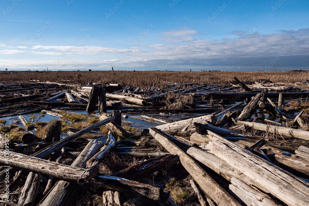 piles of driftwood laying around the waterway in the marshland on a sunny day with horizon covered in cloud under blue sky piles of driftwood laying around the waterway in the marshland on a sunny day with horizon covered in cloud under blue sky