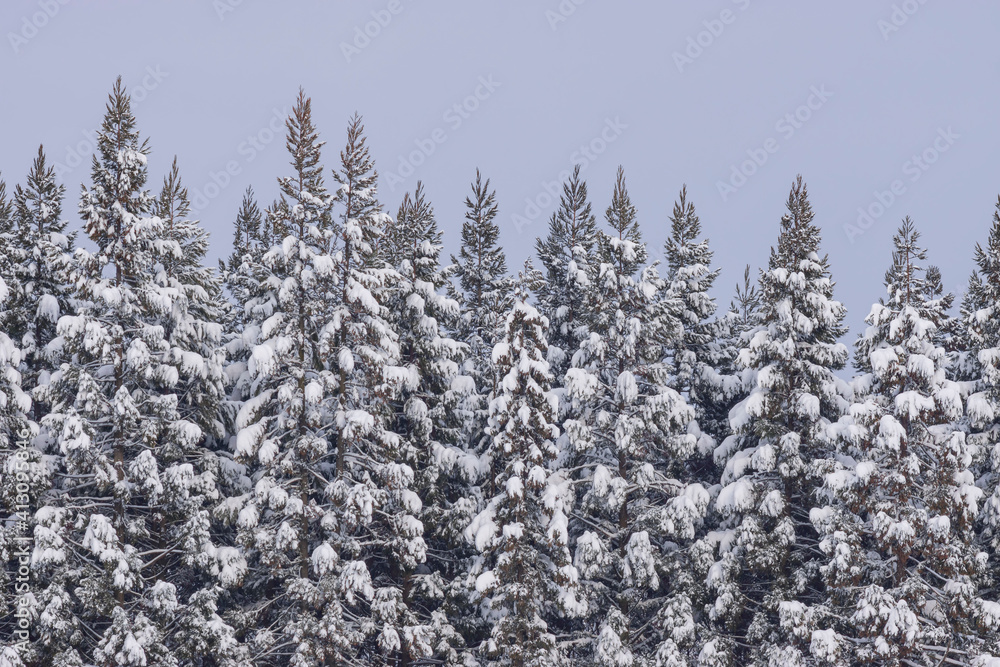 雪の積もった杉の木