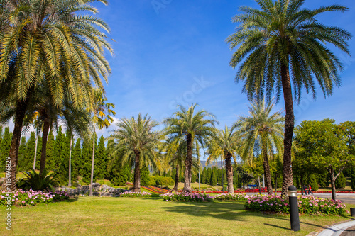 landscape of Palm tree in nature park. nature concept © aumnat