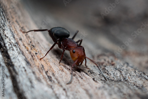 Red ant running on wood (Formica rufa) black background