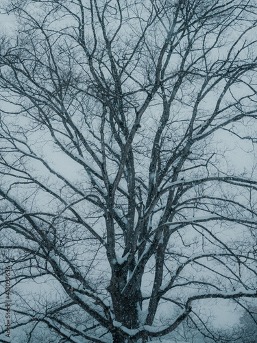 Winter Trees During a Snowstorm