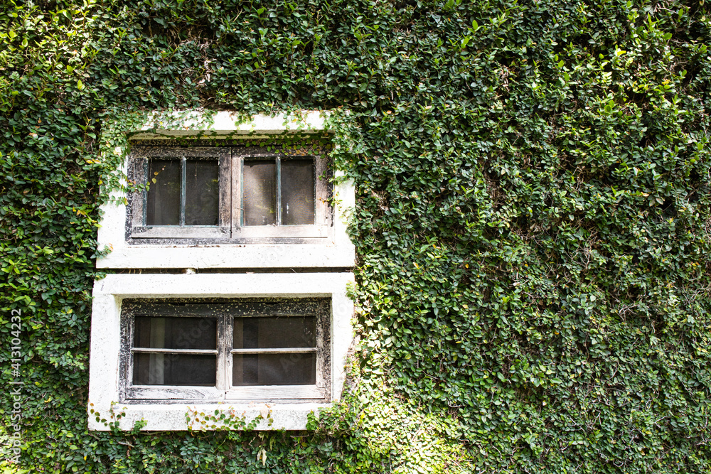 white wooden window on the green leaf wall white wooden window on the green leaf wall