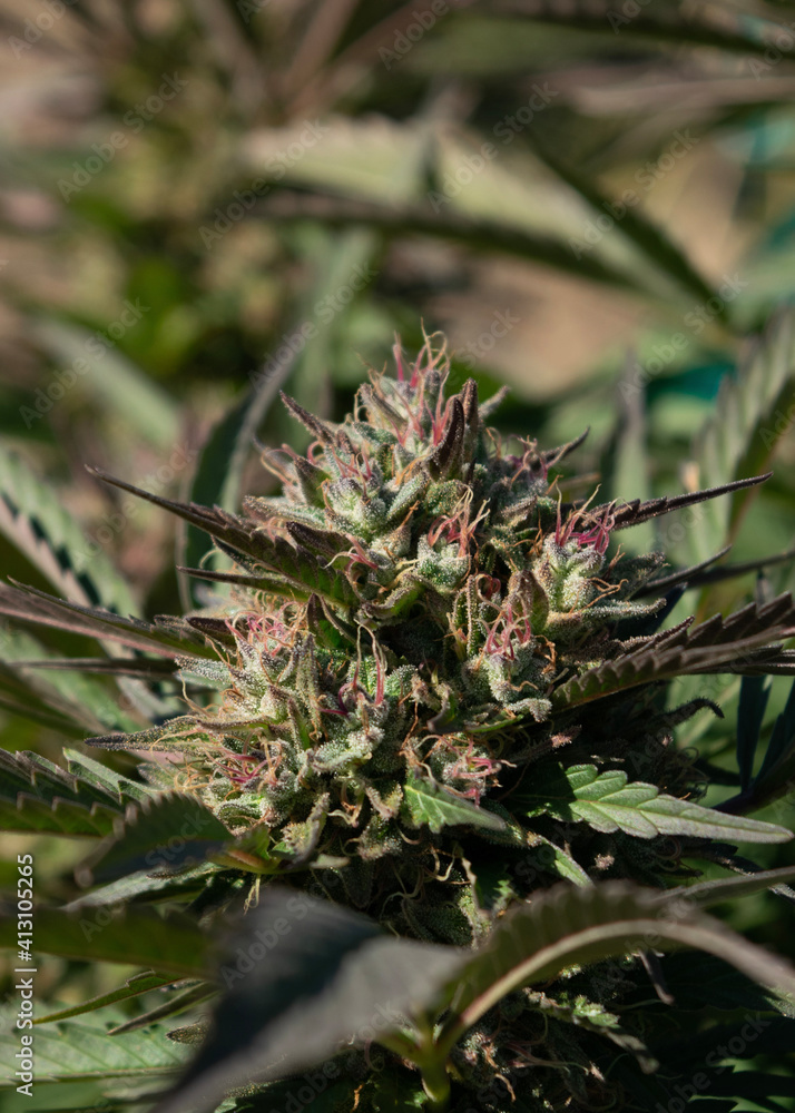 close up of plant cannabis sativa marijuana bud NaPali Pink close up of plant cannabis sativa marijuana bud NaPali Pink