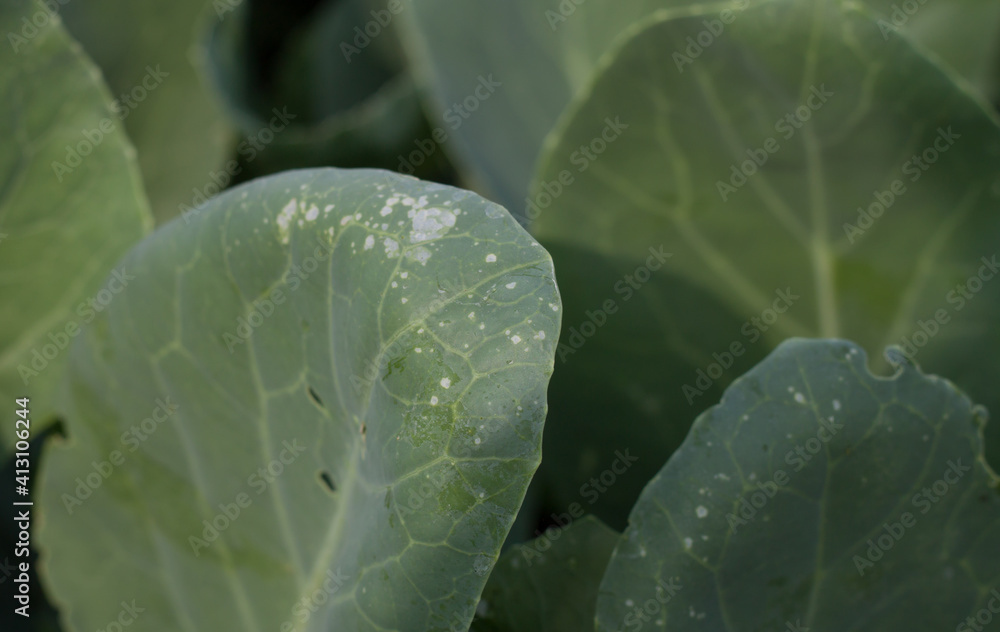 Organic vegetables contain traces of insect bites. Organic vegetables contain traces of insect bites.