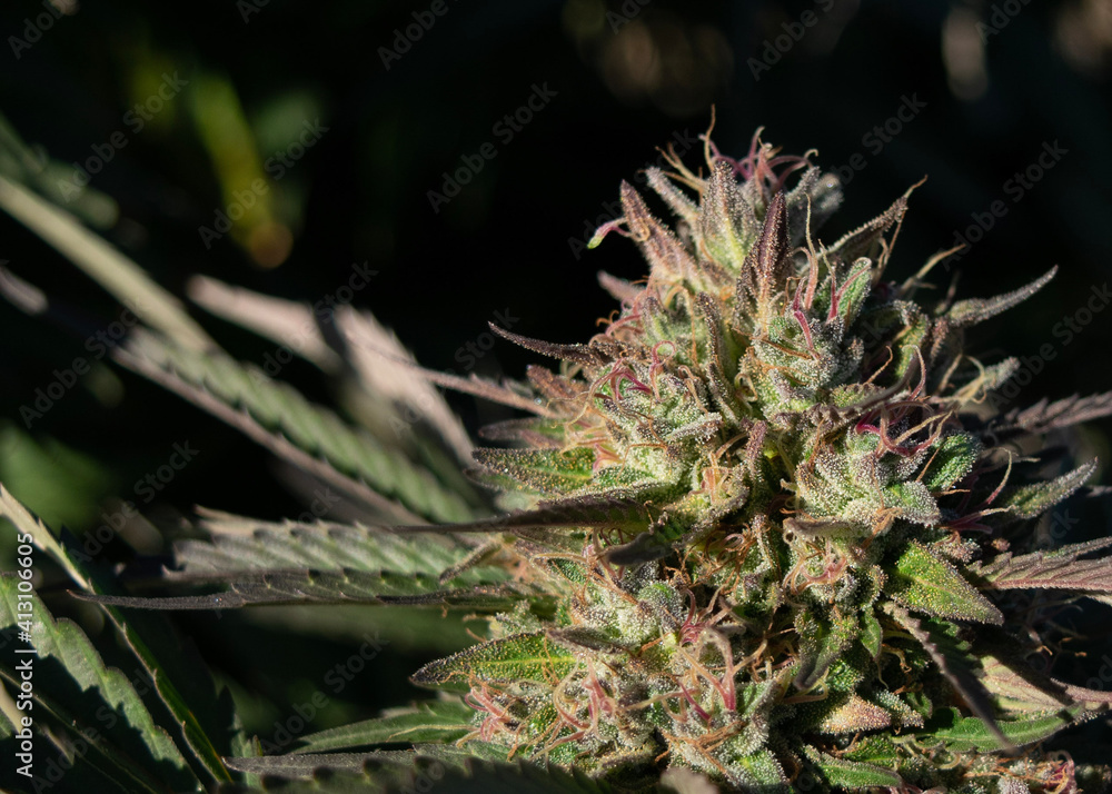 close up of plant cannabis sativa marijuana bud NaPali Pink close up of plant cannabis sativa marijuana bud NaPali Pink