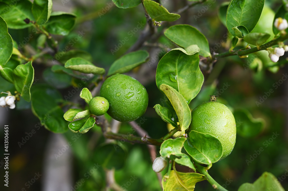 Lime in the garden for cooking