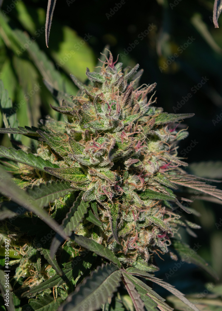 close up of plant cannabis sativa marijuana bud NaPali Pink close up of plant cannabis sativa marijuana bud NaPali Pink