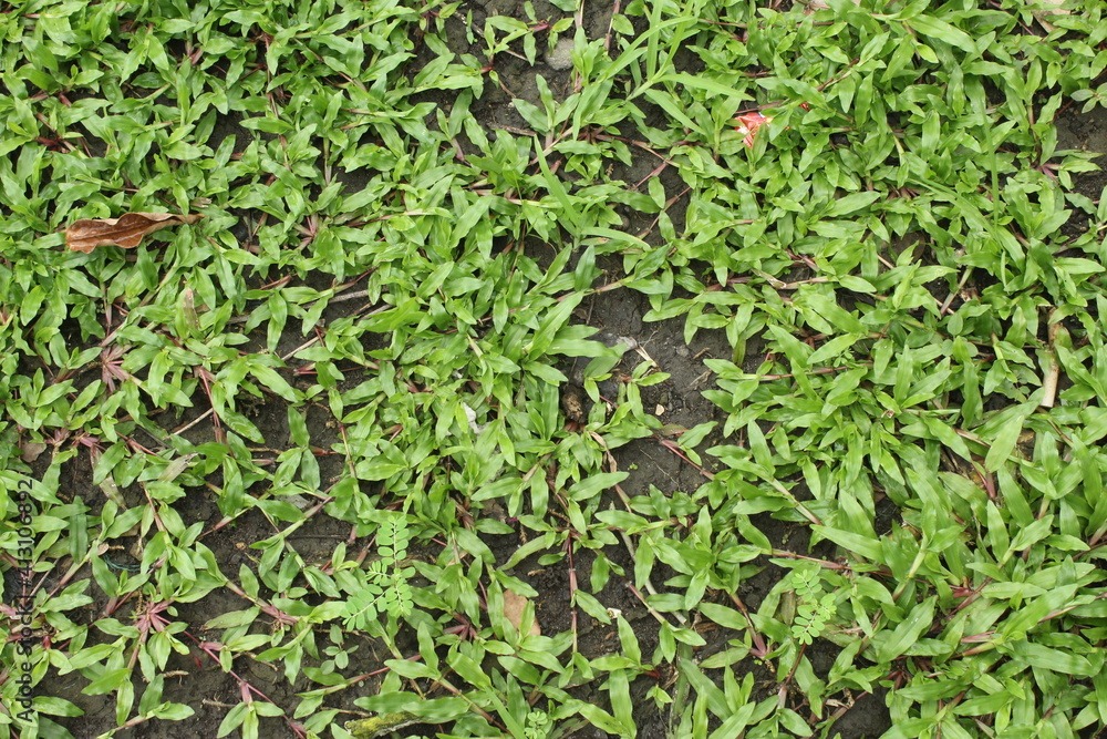 natural green grass texture natural green grass texture