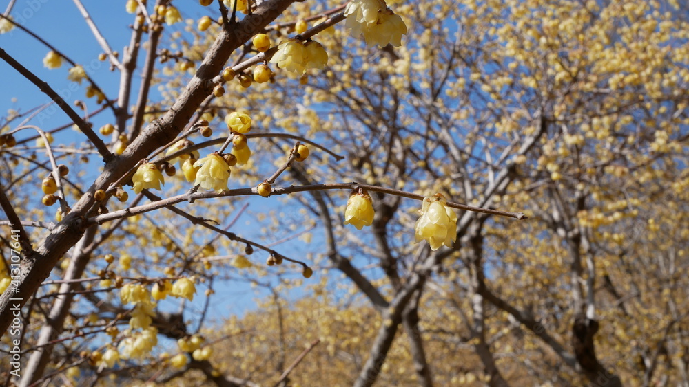 full flower blossom at chichibu, japan in winter season full flower blossom at chichibu, japan in winter season