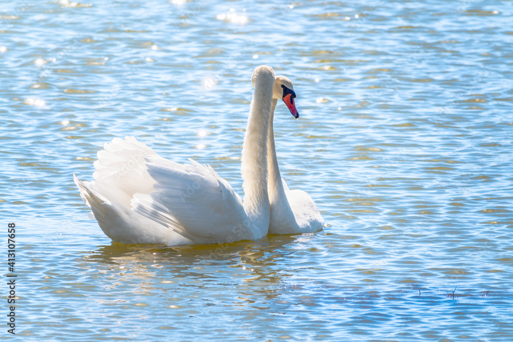 Obraz premium Mating games of a pair of white swans. Swans swimming on the water in nature. Valentine's Day background