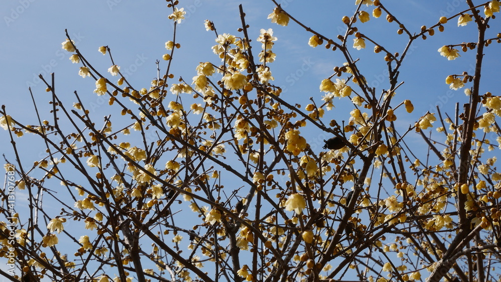 full flower blossom at chichibu, japan in winter season full flower blossom at chichibu, japan in winter season