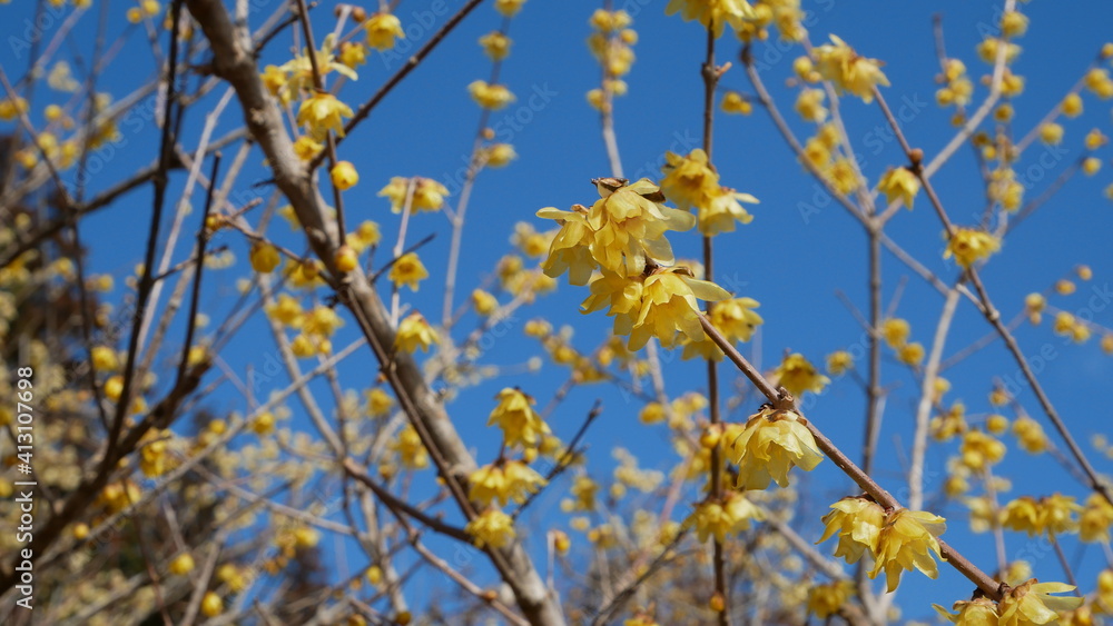 full flower blossom at chichibu, japan in winter season full flower blossom at chichibu, japan in winter season