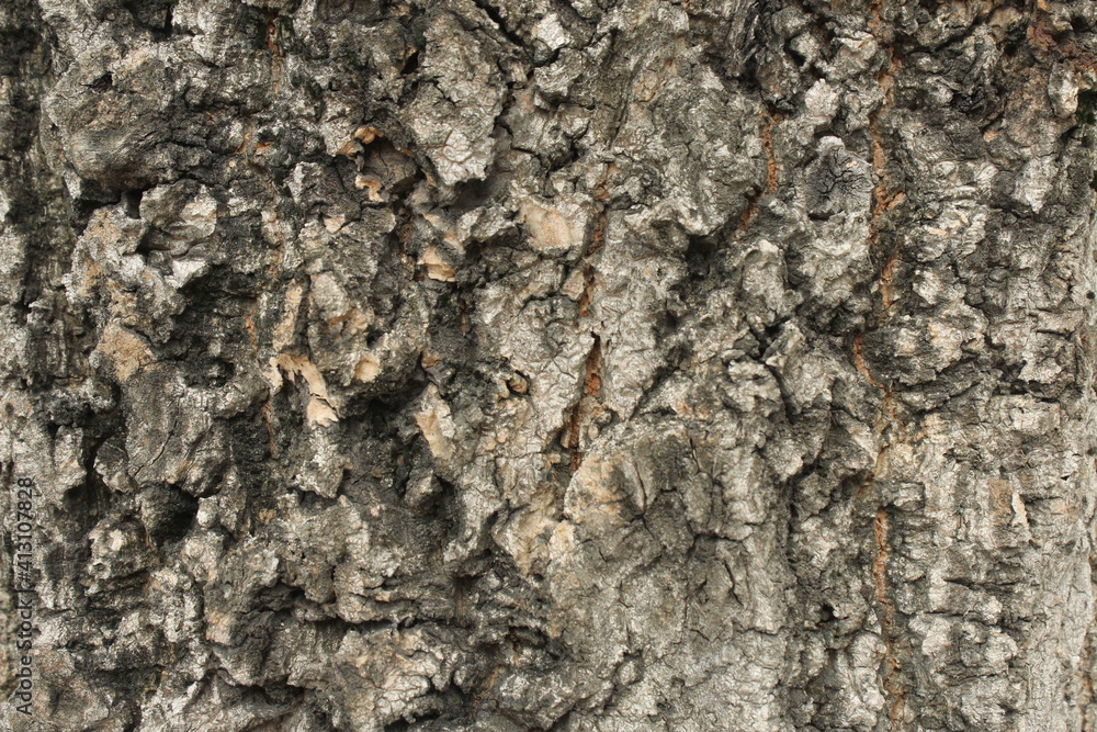 texture of the tree trunk texture of the tree trunk